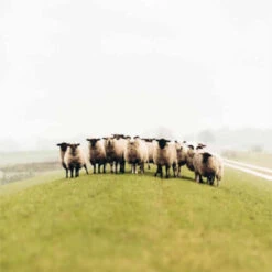 Gebreide Muts Van Wol Freya Lichen Green - One Size - Groen 5 Gebreide Muts Van Wol Freya Lichen Green - One Size - Groen -Kledij Verkoop gebreide muts van wol freya lichen green one size groen 2